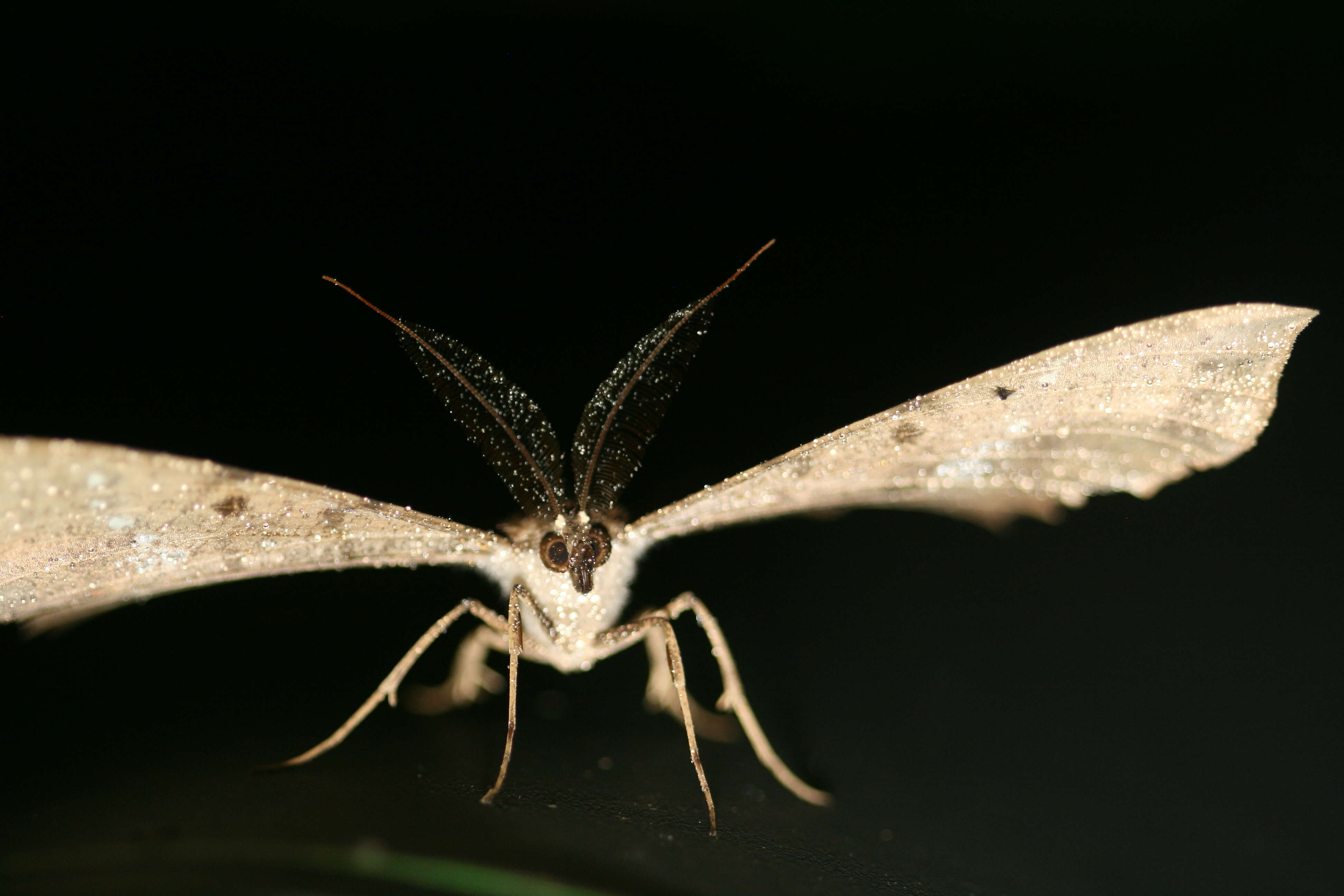 Image of Amblychia angeronaria Guenée 1858