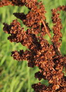 Image of Rumex obtusifolius subsp. sylvestris (Lam.) Celak.