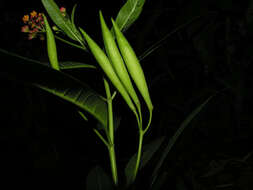 Image of milkweed