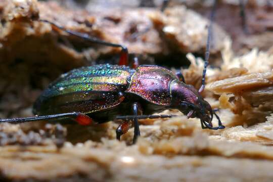 Image of carabus auronitens