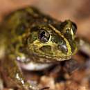 Image of Common Spadefoot Toad