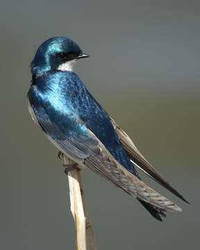 Image of Tachycineta Swallows
