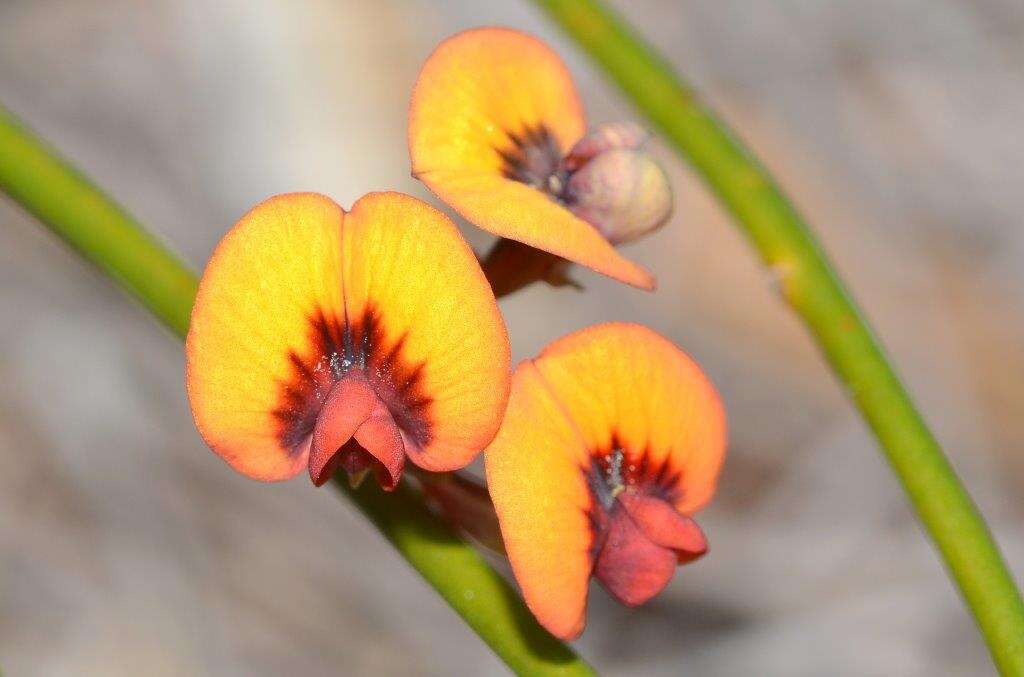 Image of Daviesia triflora Crisp