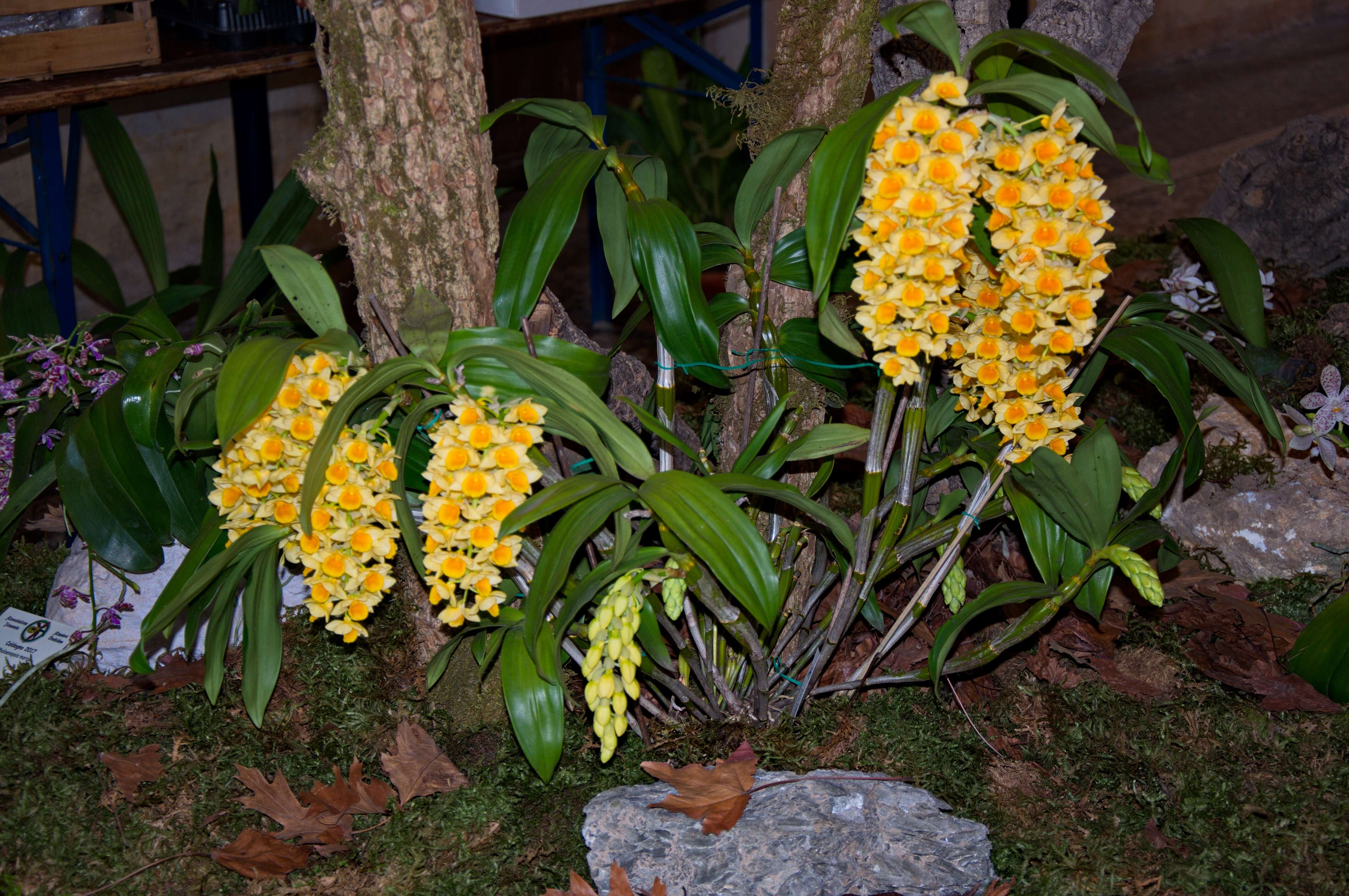 Imagem de Dendrobium densiflorum Lindl.