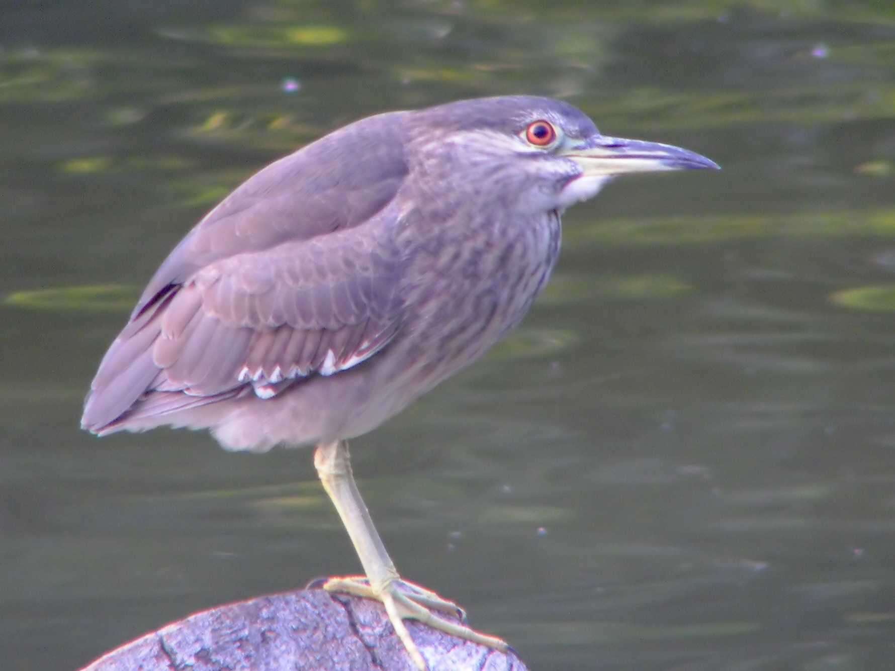 Image of Night Herons