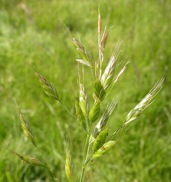 Imagem de Bromus hordeaceus subsp. hordeaceus