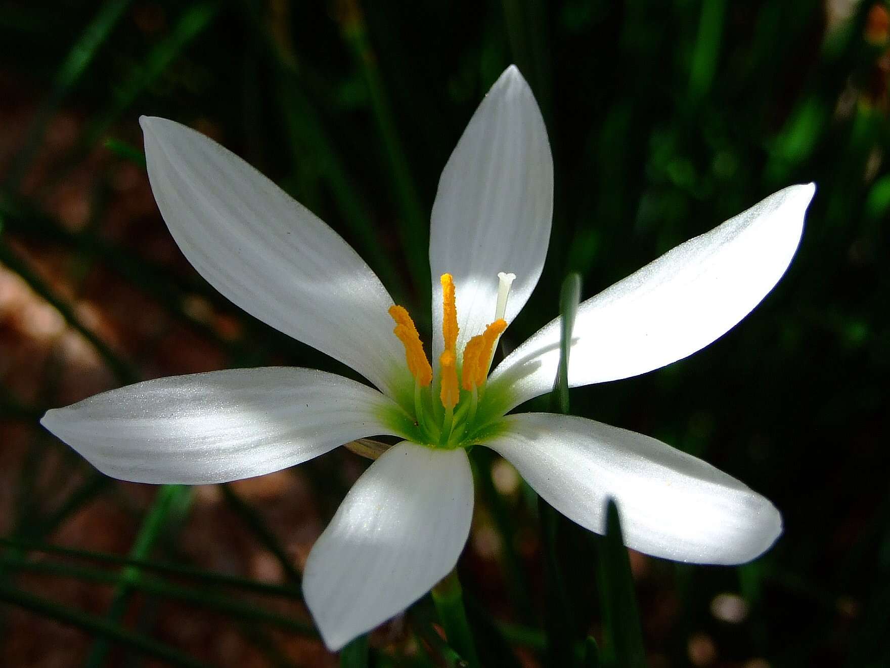 Imagem de Zephyranthes candida (Lindl.) Herb.