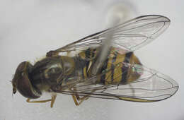 Image of Episyrphus