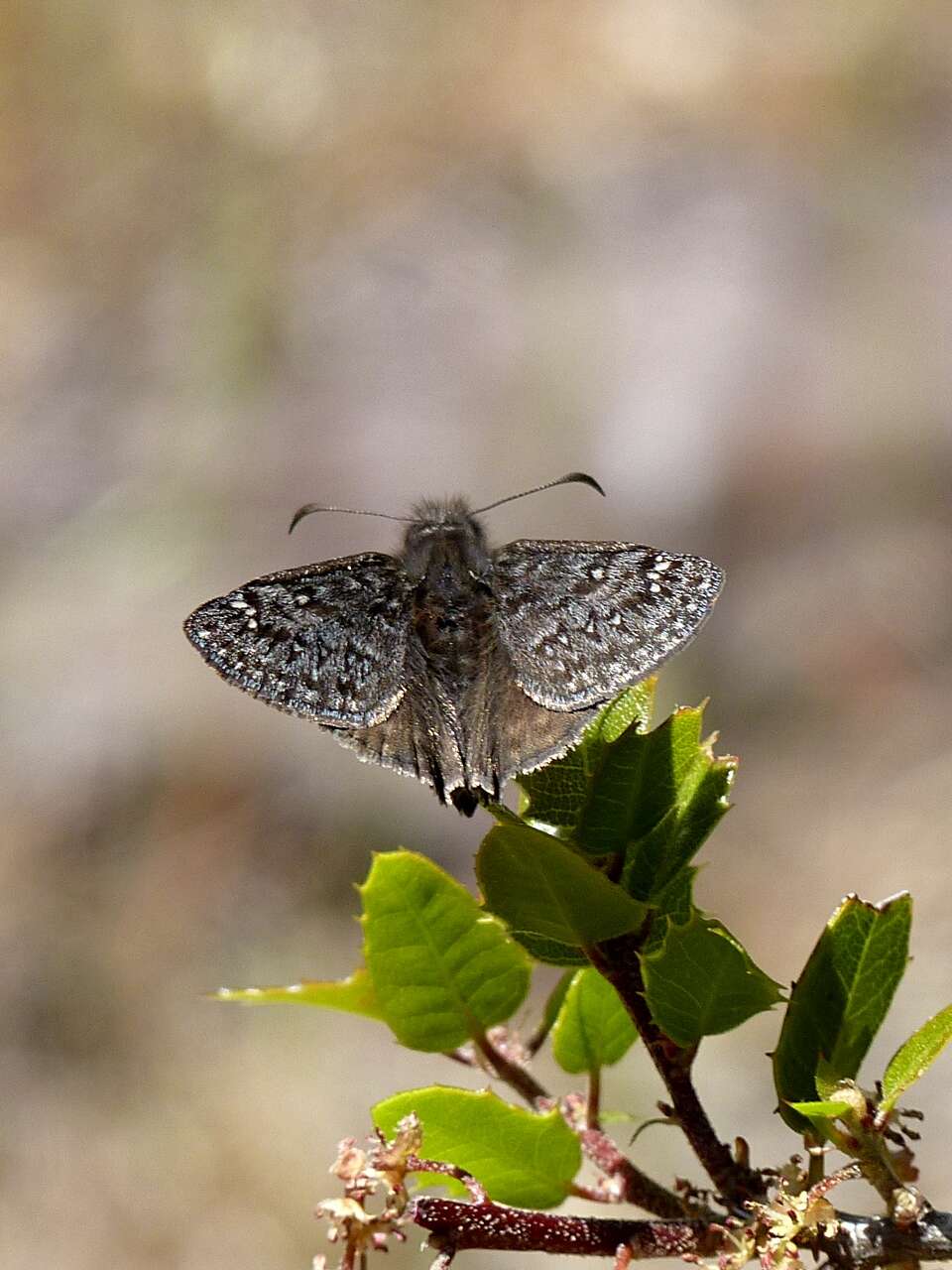 Image of Skipper