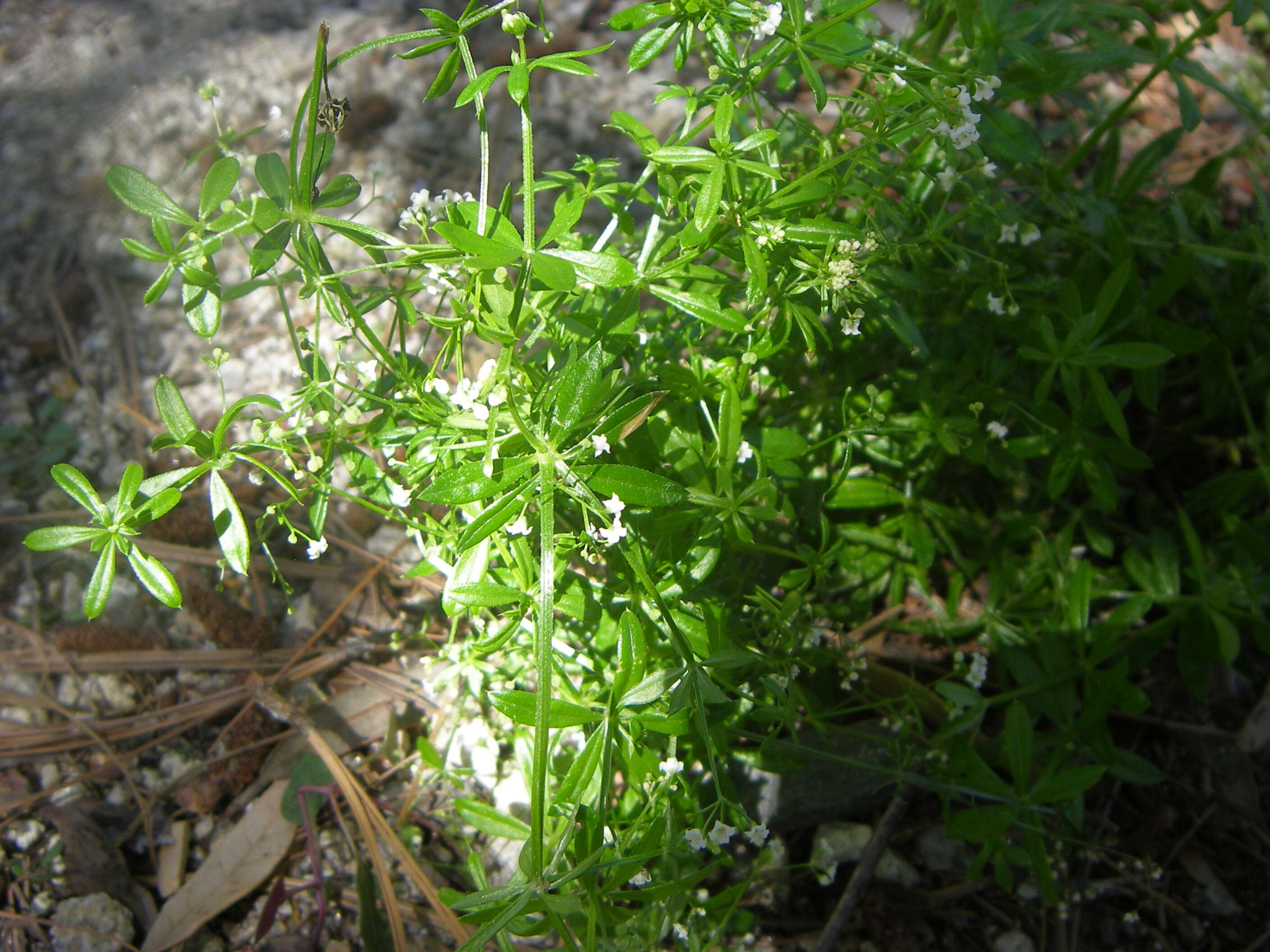 Image of fragrant bedstraw