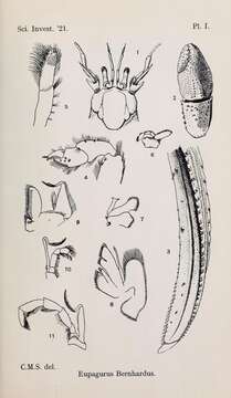 Слика од Pagurus Fabricius 1775