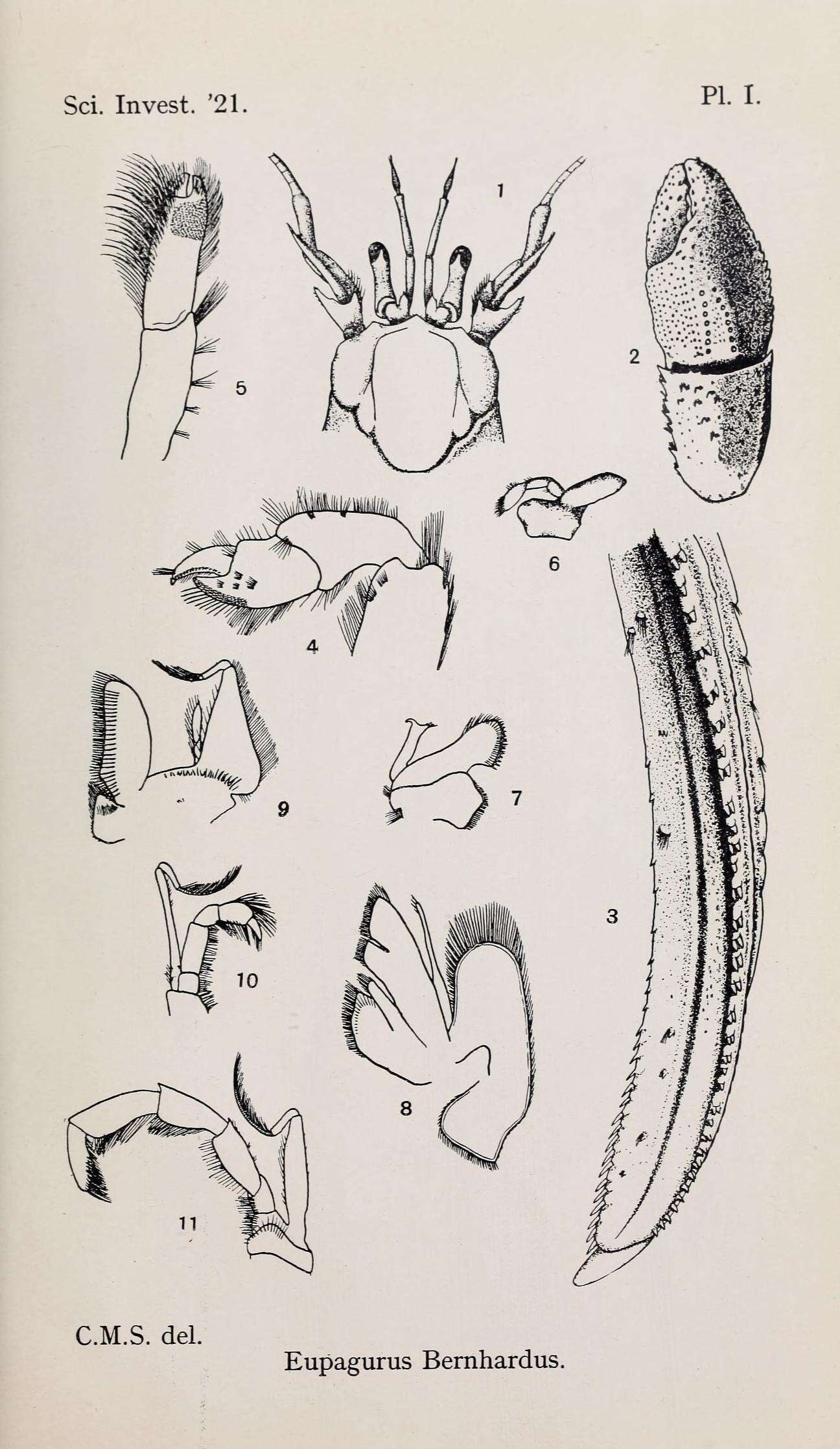 Image de Pagurus Fabricius 1775