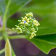 Image of Nyssaceae