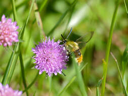 Imagem de Hemaris tityus (Linnaeus 1758)