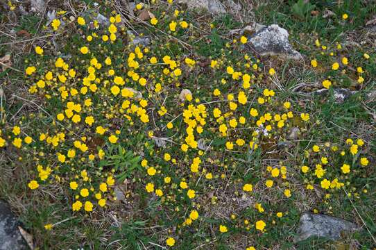 Image of Potentilla crantzii (Crantz) Beck