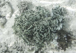 Image of blue coral and relatives