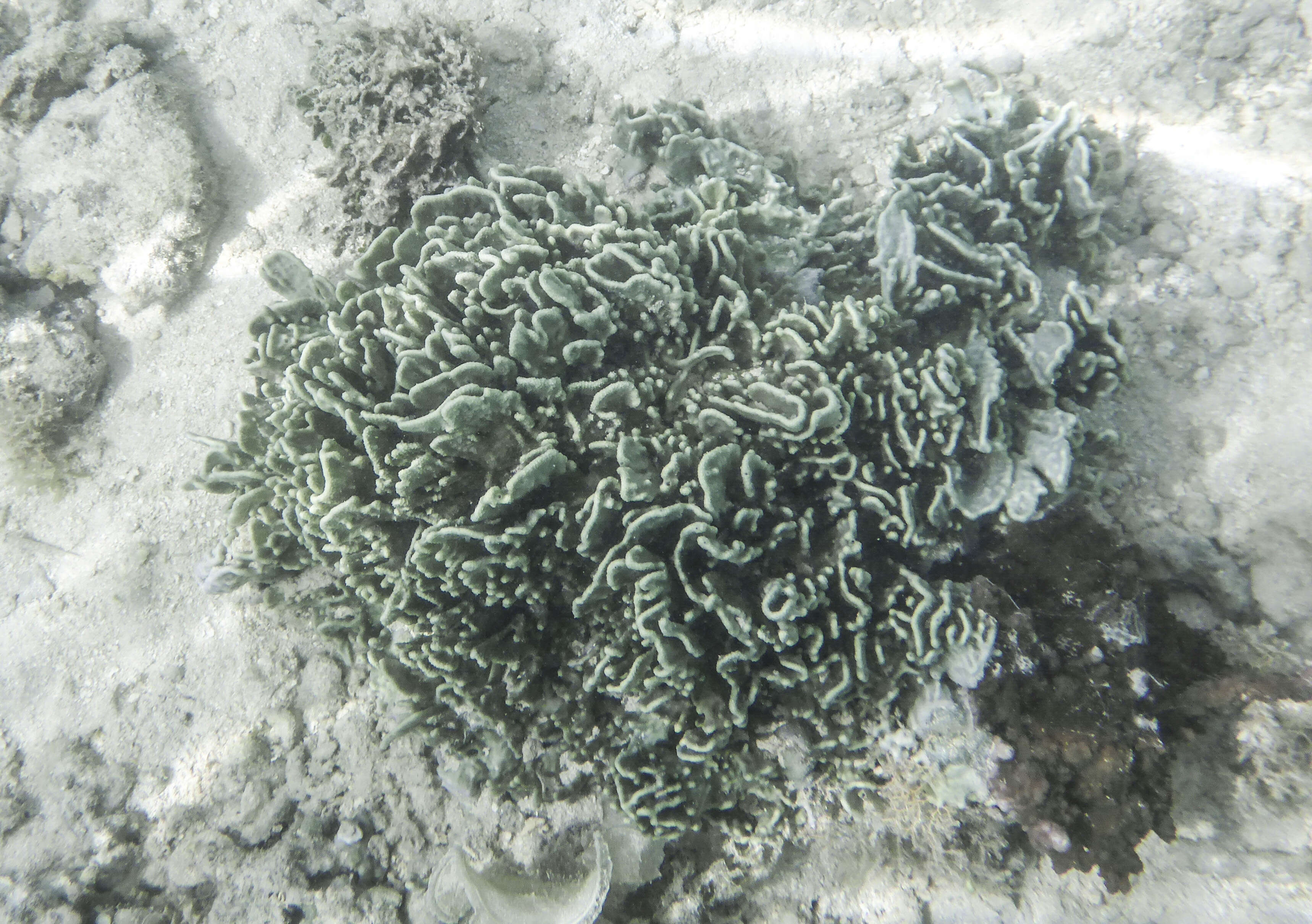 Image of blue coral and relatives