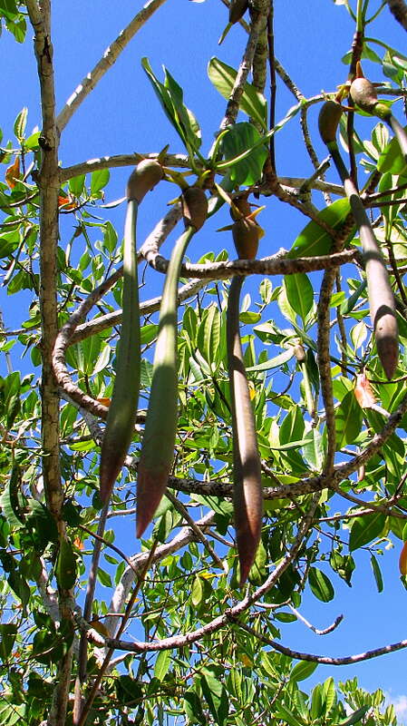 Image of mangrove