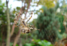 Image of Araneus Diadematus