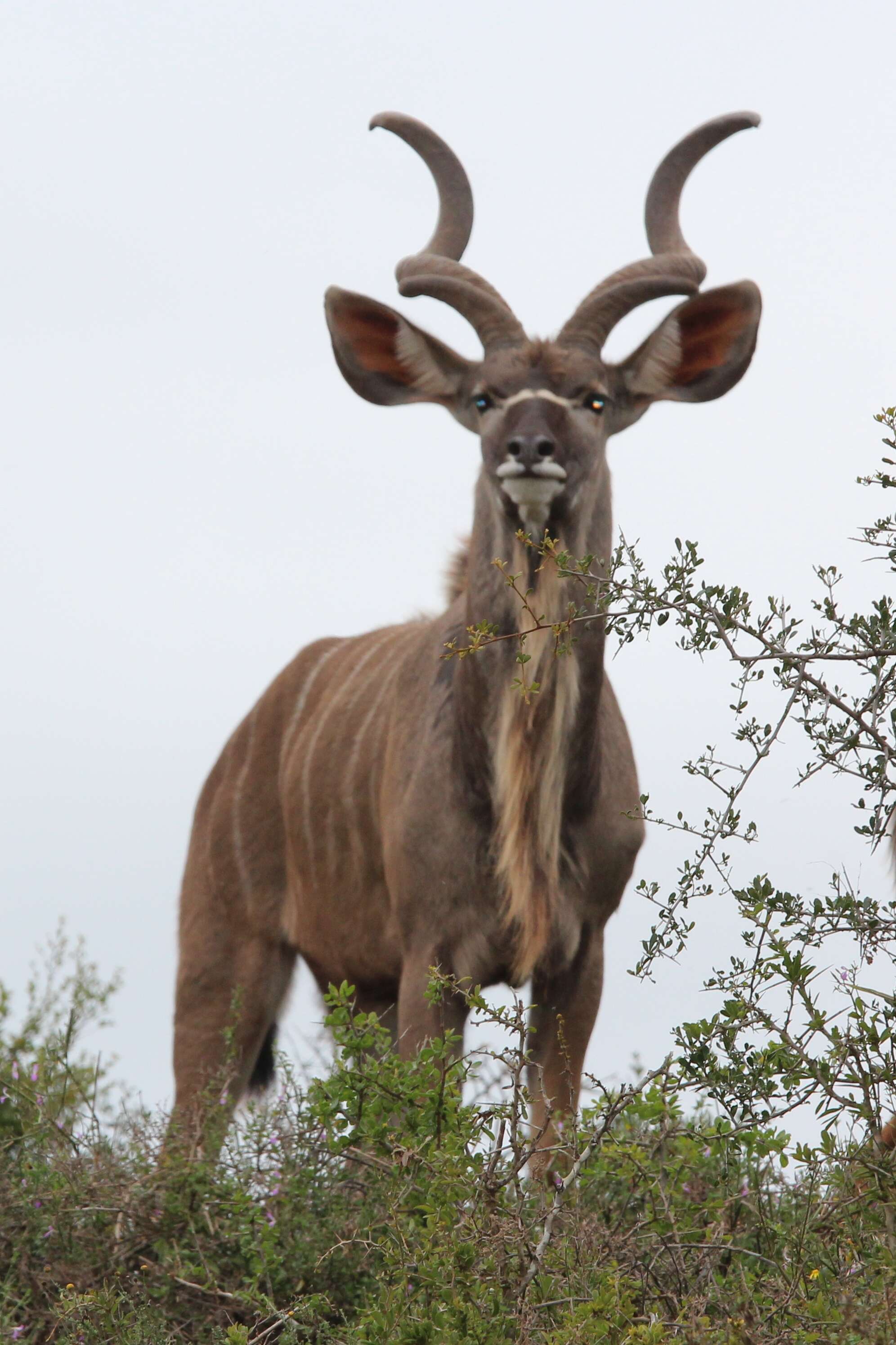 Image of Spiral-horned Antelope