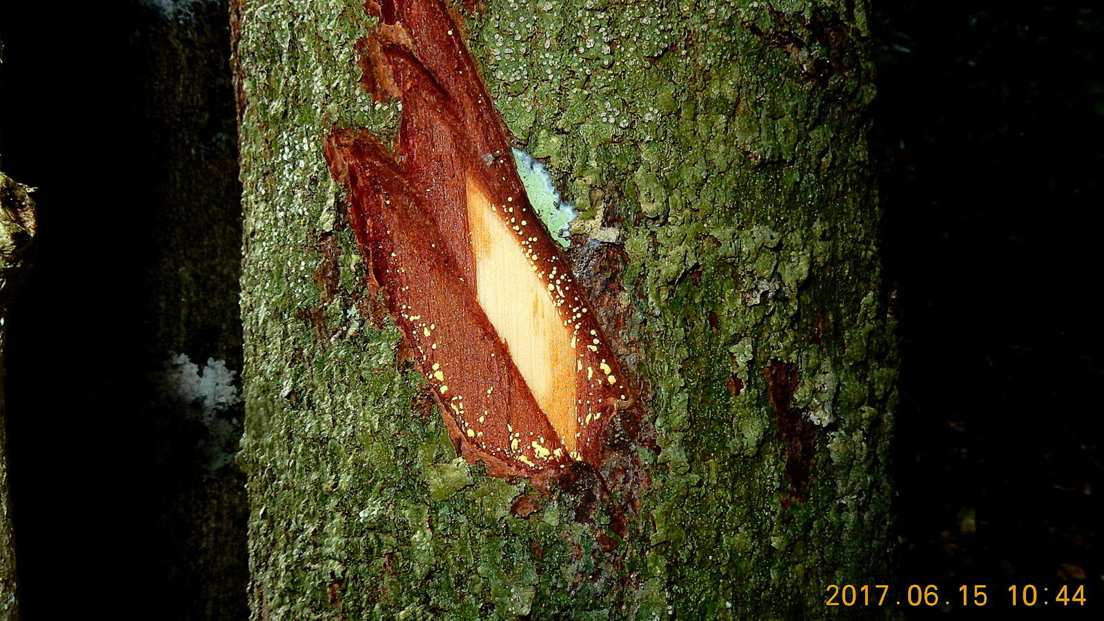 Sivun Garcinia macrophylla Mart. kuva