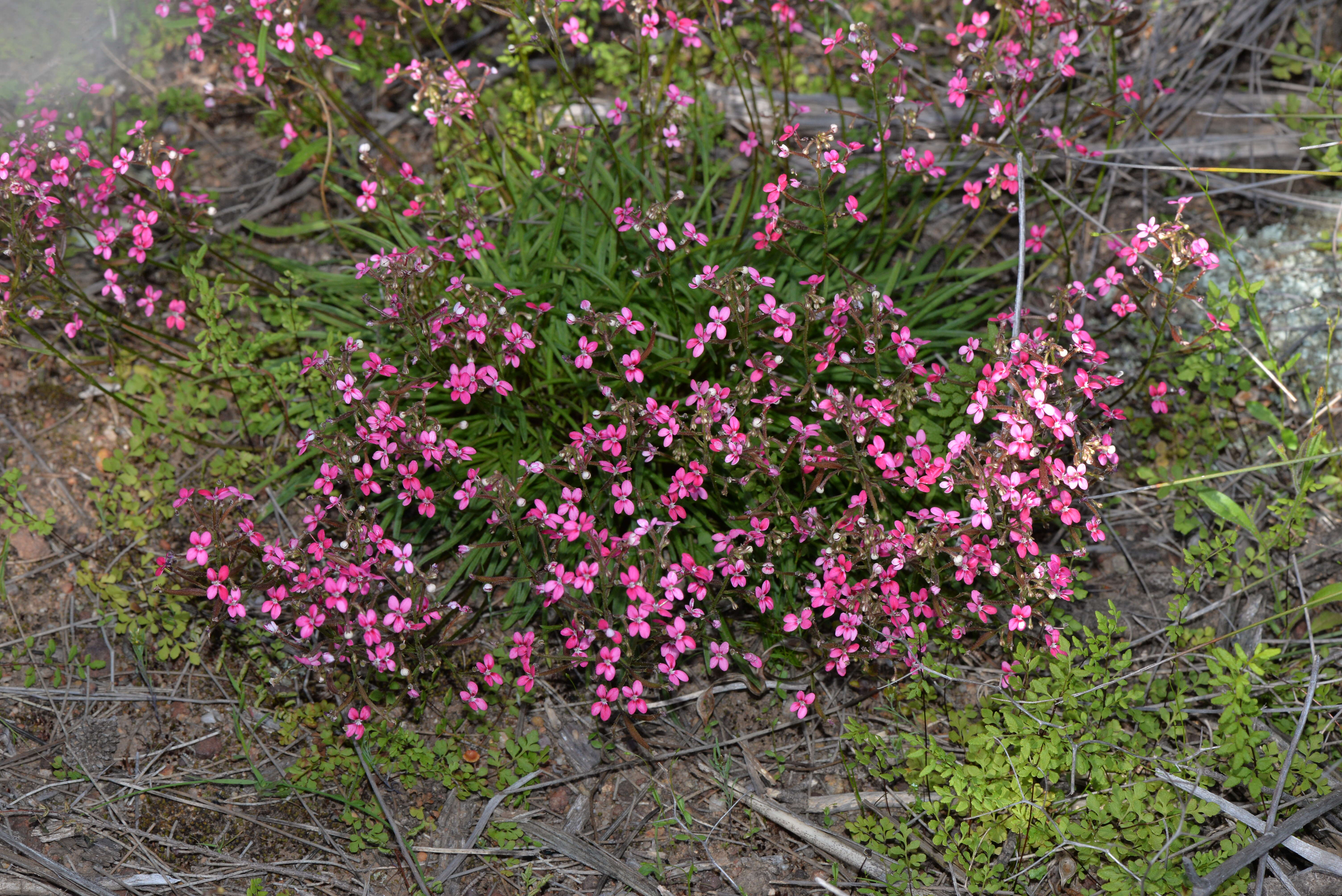 Sivun Stylidium ricae S. Carlquist kuva