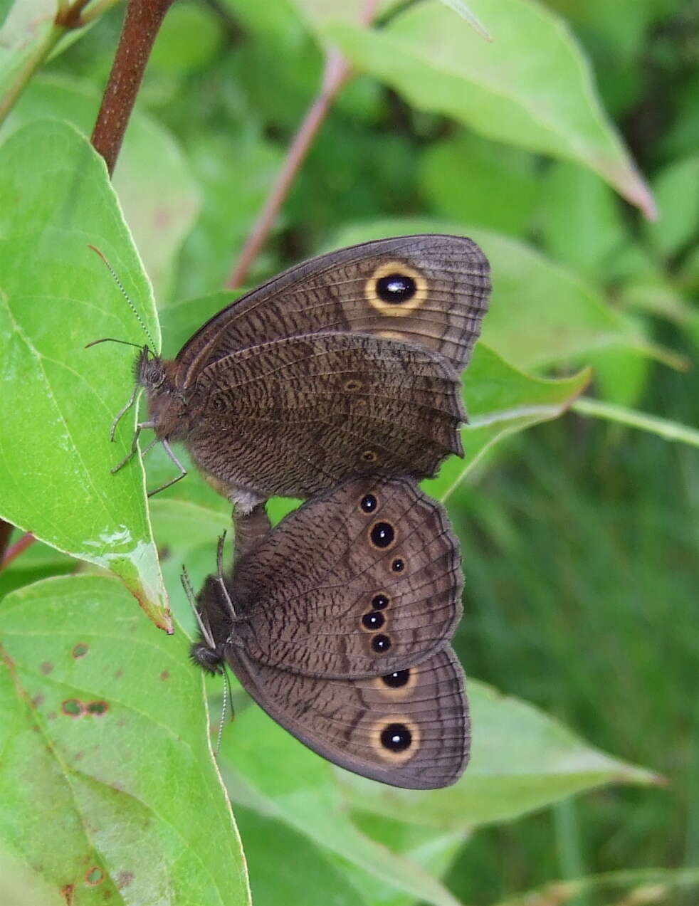 Image of Common Wood Nymph