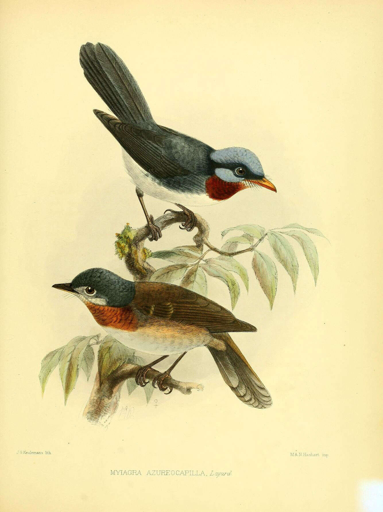 Image of Myiagra Vigors & Horsfield 1827