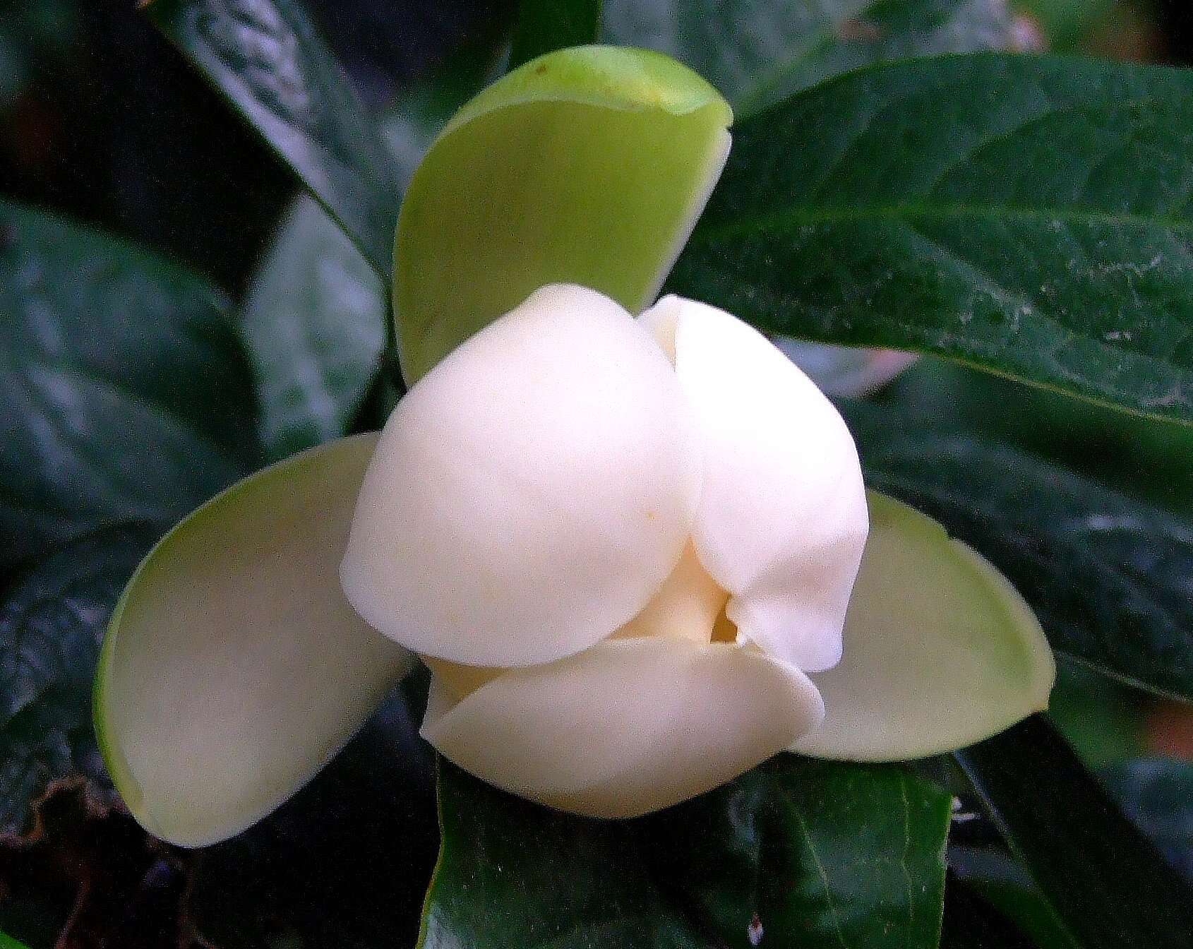 Image of Magnolia coco (Lour.) DC.