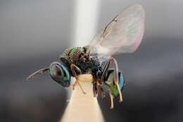 Image of perilampid wasps