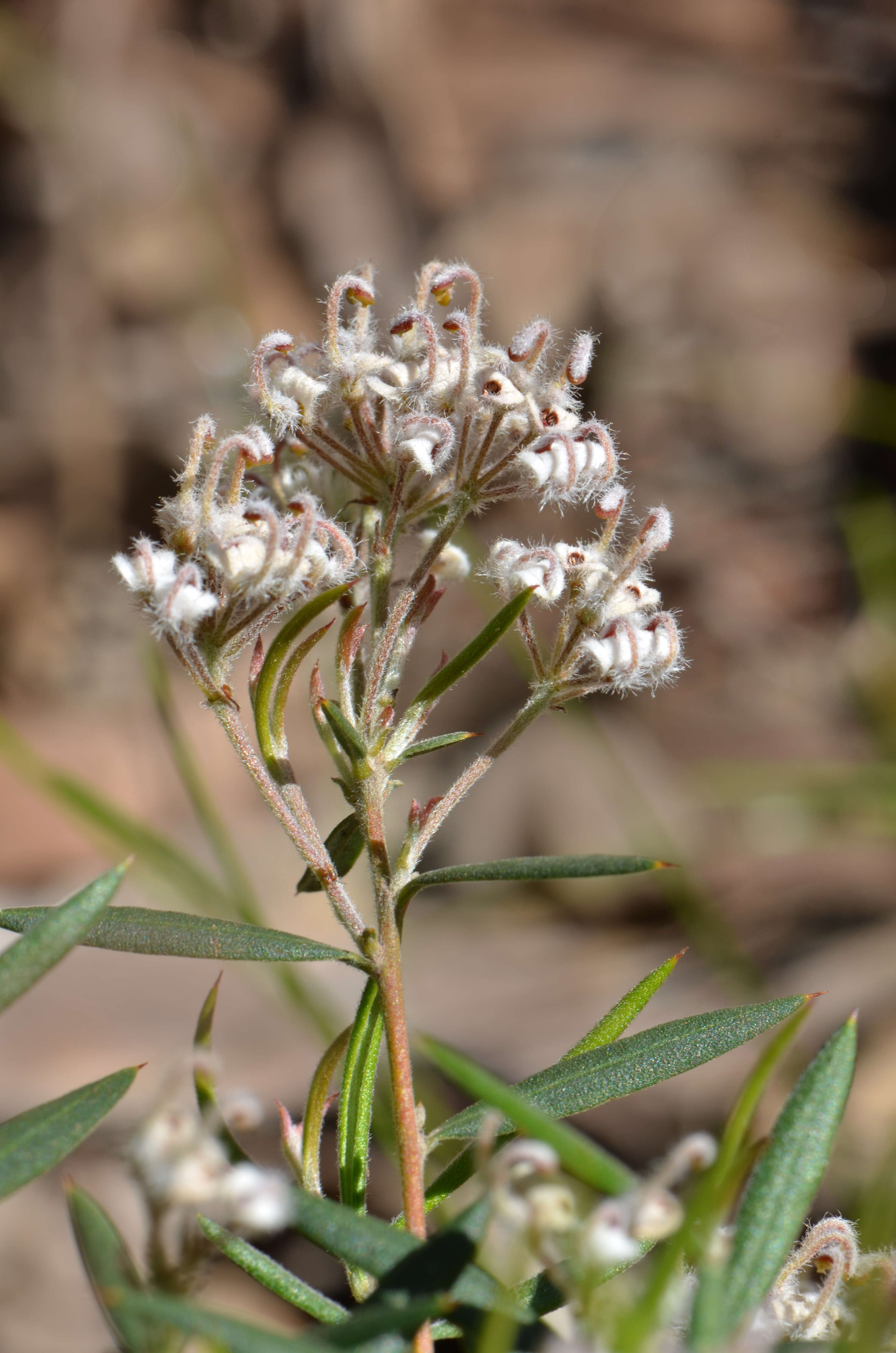 Image of Grevillea hislopii Olde & Marriott