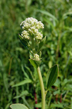 Image of groovestem Indian plantain