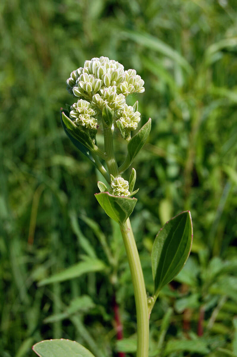 Image of Indian plantain