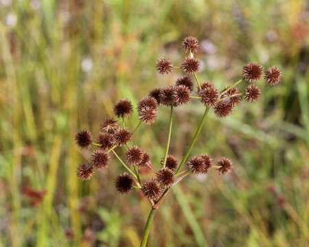 Juncus paludosus E. L. Bridges & Orzell resmi