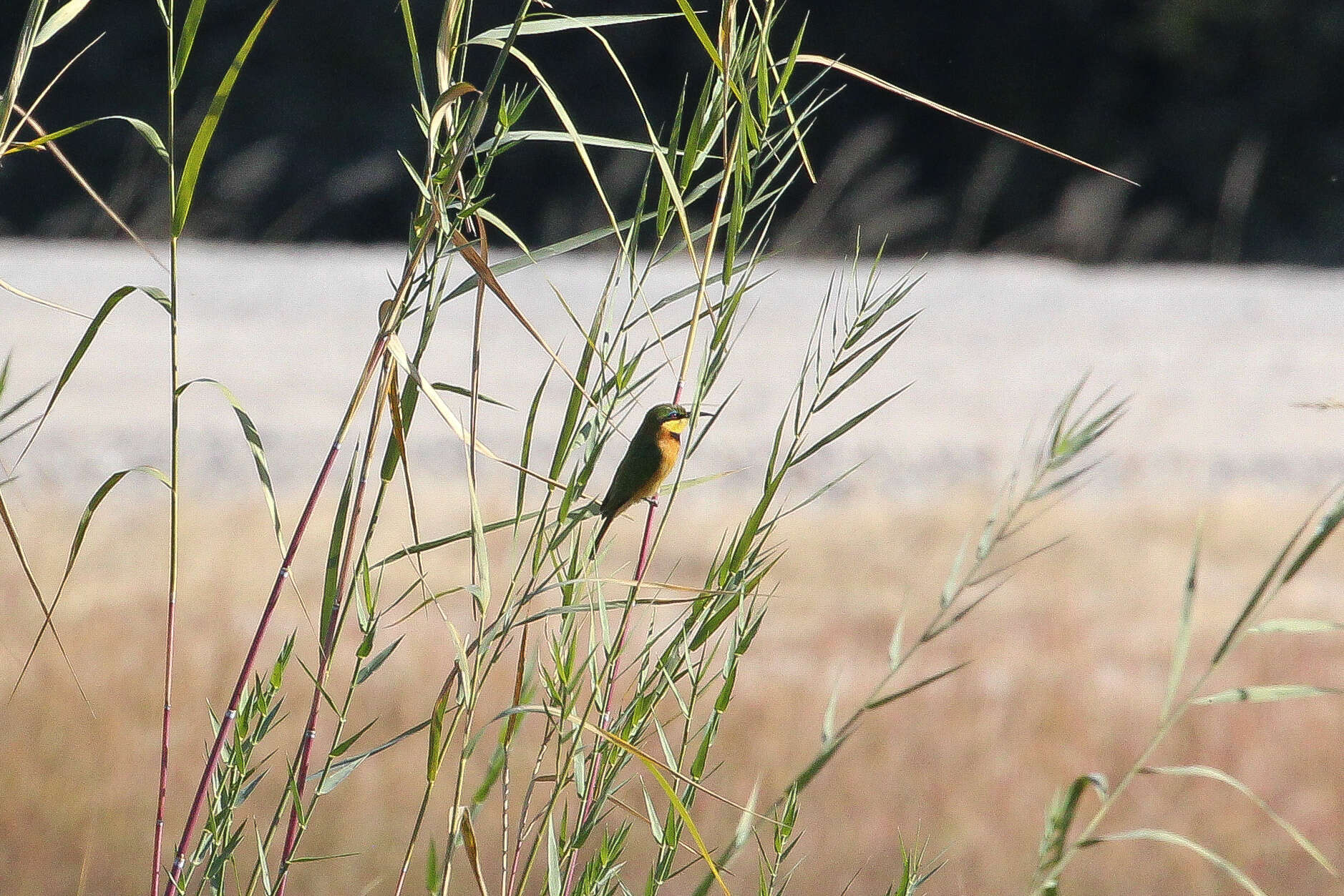 Image of Little Bee-eater