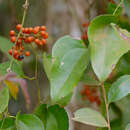Image of Smilax fluminensis Steud.