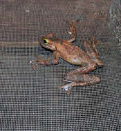 Image of Slender-legged Treefrogs