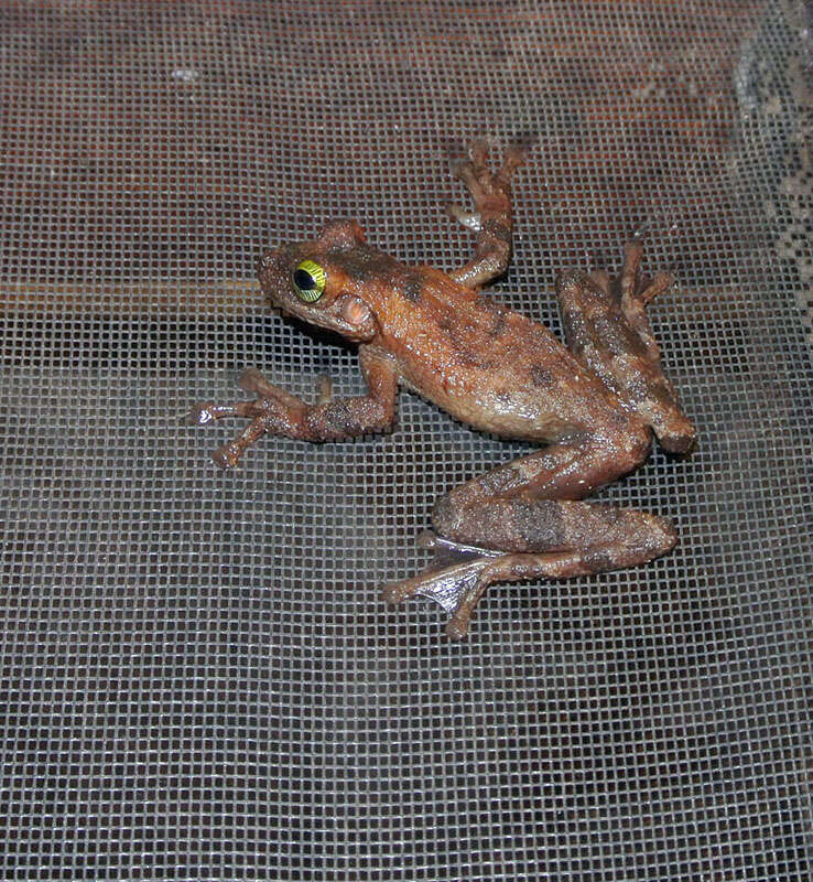 Image of Slender-legged Treefrogs