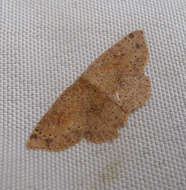 Image of Cyclophora