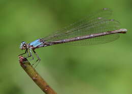 Image of Powdered Dancer