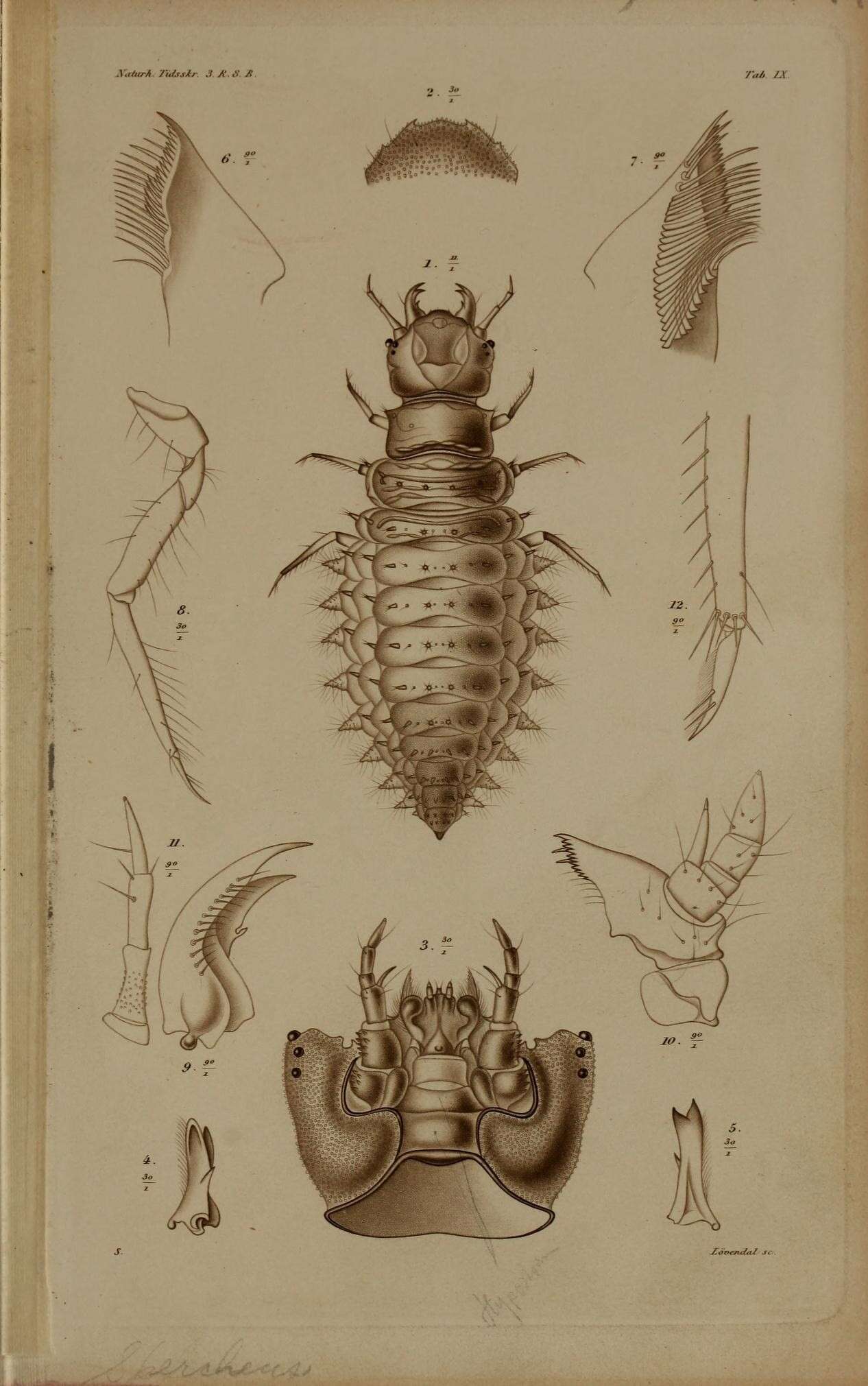 Image of Spercheidae