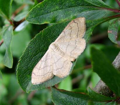 Image of riband wave