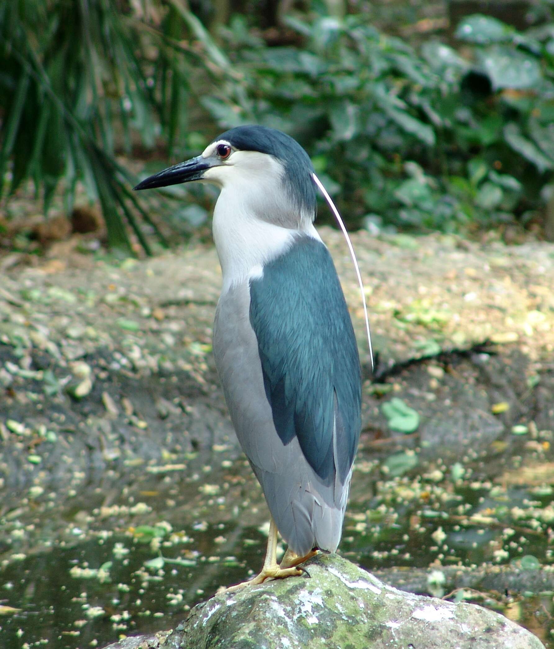 Image of Night Herons