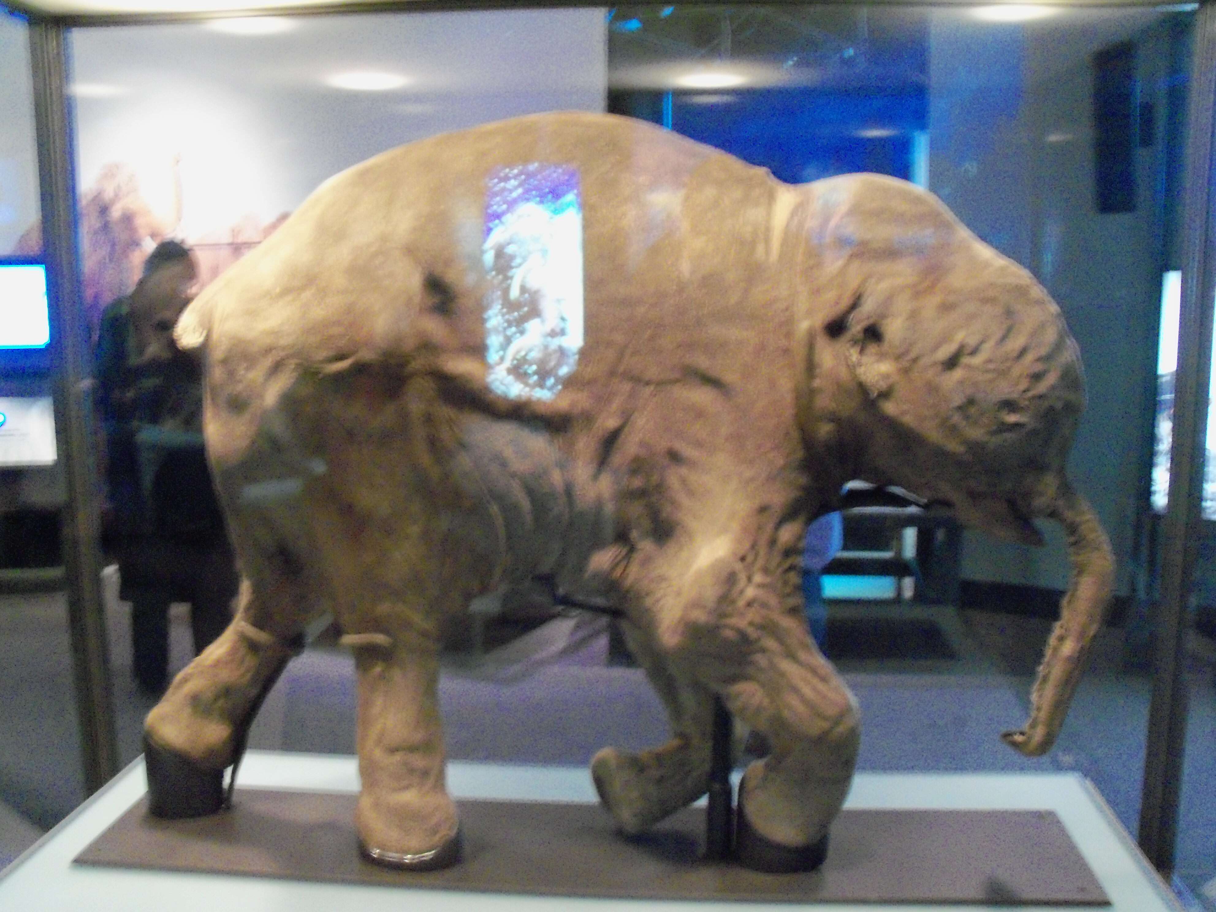 Image of wooly mammoth