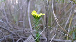 Image of Hibbertia cistiflora (Sieber ex Spreng.) N. A. Wakefield