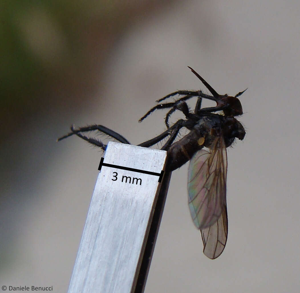 Image of Empis