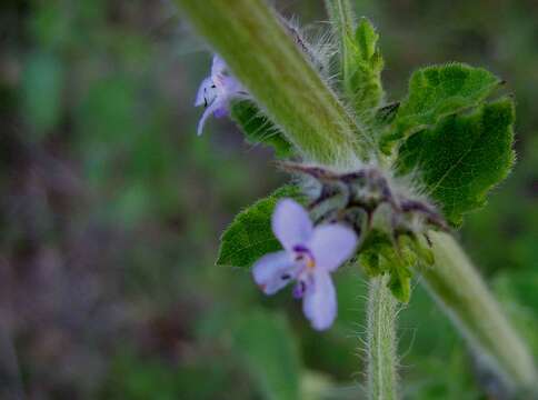 Image of Pignut