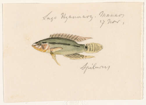 Image of Apistogramma