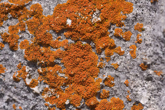 Image of orange lichen