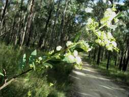 Acacia myrtifolia (Sm.) Willd. resmi